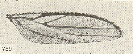 Stilpon graminum, wing (stenopterous).