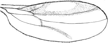 Stilpon intermedius, wing (from Raffone, 1994).
