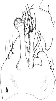 Stilpon intermedius, epandium (from Raffone, 1994).