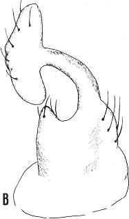 Stilpon intermedius, periandrial lamellae (from Raffone, 1994).