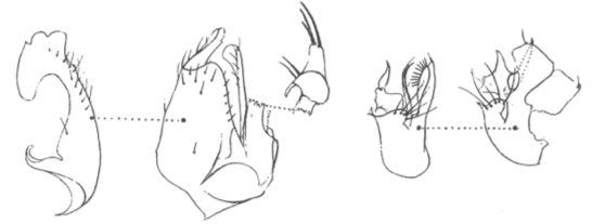 Stilpon lunatus: left: male genitalia: right periandrial lamella (genitalia in ventral view); right: male genitalia: left preiandrial lamella (genitalia in dorsal view).