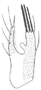 Stilpon machadoi: male cerci.