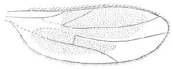 Stilpon machadoi: wing.