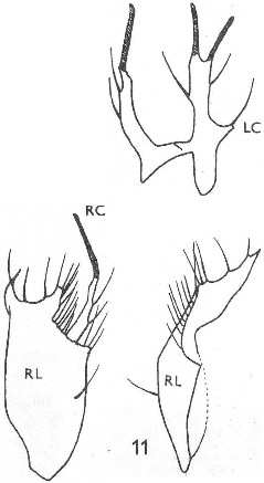 Stilpon nubilus: left; right periandrial lamella with right cercus; right: right periandrial lamella, anterior view.