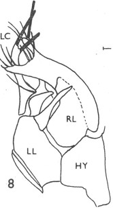 Stilpon nubilus: general view, with cerci on the left.