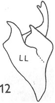 Stilpon nubilus: left periandrial lamella.