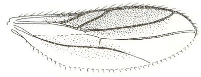 Stilpon nubilus, wing.