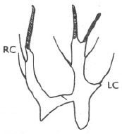 Stilpon nubilus: male cerci.