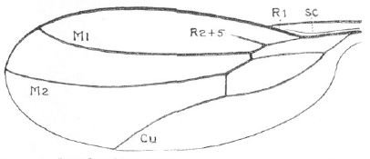 Stilpon paludosus: wing.