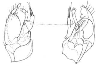 Stilpon sublunatus: left: male genitalia: right periandrial lamella (genitalia in ventral view); right: male genitalia: left preiandrial lamella (genitalia in dorsal view).
