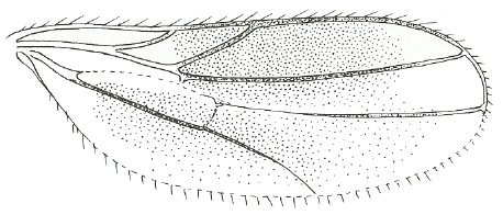 Stilpon subnubilus, wing.