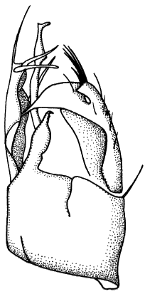 Stilpon subnubilus, hypopygium with cerci on the left.