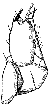 Stilpon subnubilus, hypopygium with right periandrial lamella in front.