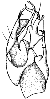 Stilpon subnubilus, hypopygium with cerci in front. Right periandrial lamella (x) on the left, left periandrial lamella (partly fused with hypandrium) on the right.