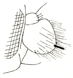 Anarista endroedyi, antenna (after Papp, 1972)