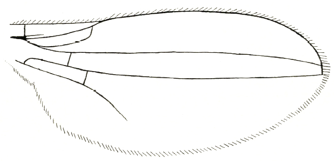 Anarista endroedyi, wing (after Papp, 1972)