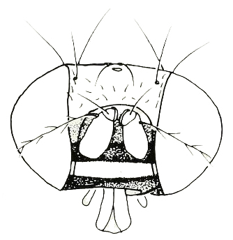 Asteia amoena, head in anterior view (after Merz, 1996)