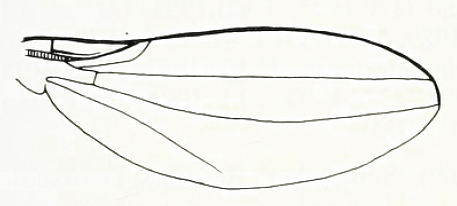 Asteia amoena, wing (after Merz, 1996)