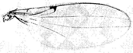 Asteia caesia, wing.