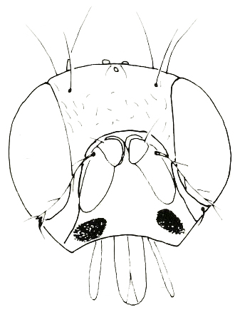 Asteia concinna, head in anterior view (after Merz, 1996)