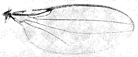 Asteia inanis, wing.