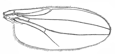Astiosoma rufifrons, wing (after Chandler, 1978)