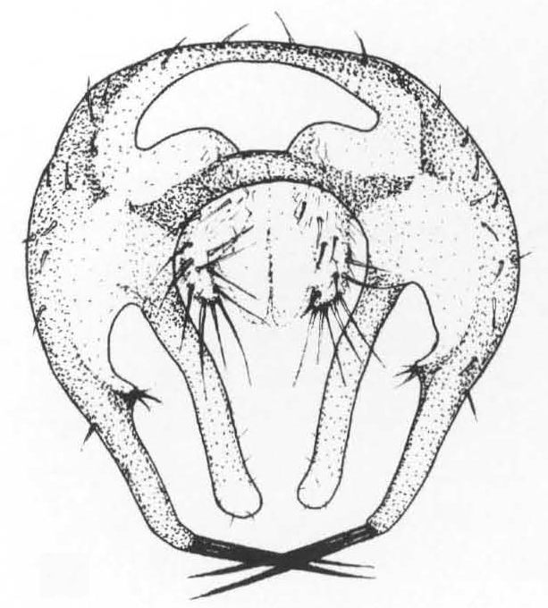 Leiomyza birkheadi, genitalia in dorsal view (after Gibbs & Papp, 2007)