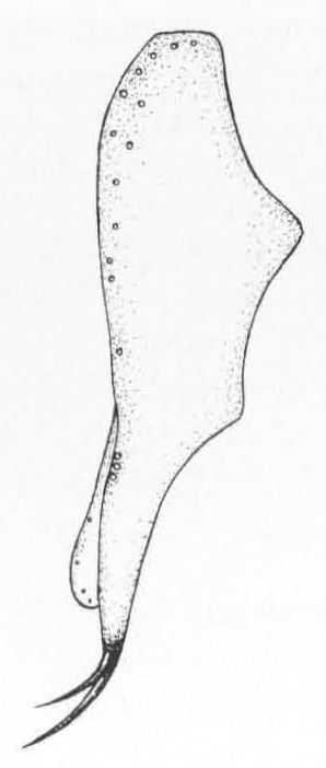 Leiomyza birkheadi, genitalia in lateral view (after Gibbs & Papp, 2007)