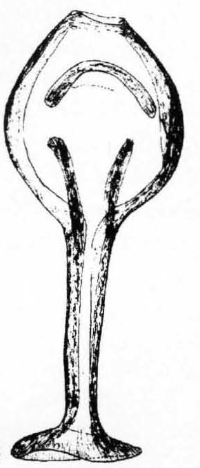 Leiomyza chinensis, ejaculatory apodeme (after Gibbs & Papp, 2007)