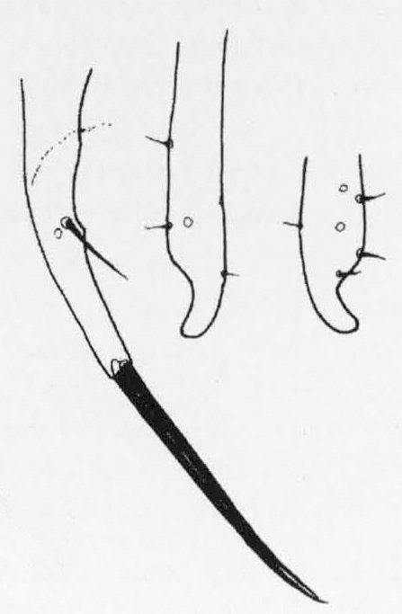 Leiomyza chinensis, surstylus and epanandrial process in dorsal view (after Gibbs & Papp, 2007)