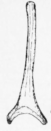 Leiomyza dudai, ejactulatory apodeme (after Gibbs & Papp, 2007)
