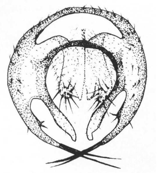 Leiomyza dudai, genitalia in dorsal view (after Gibbs & Papp, 2007)