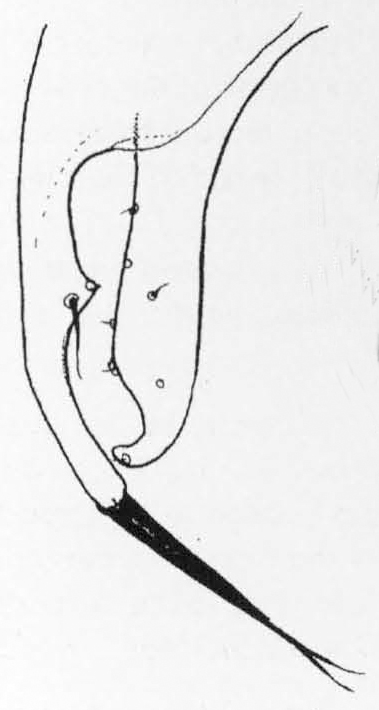 Leiomyza dudai, surstylus and epanandrial process in dorsal view (after Gibbs & Papp, 2007)