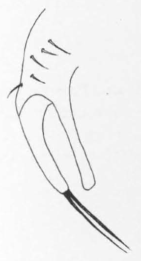 Leiomyza kaszabi, surstylus and epandrial process in dorsal view (after Gibbs & Papp, 2007)