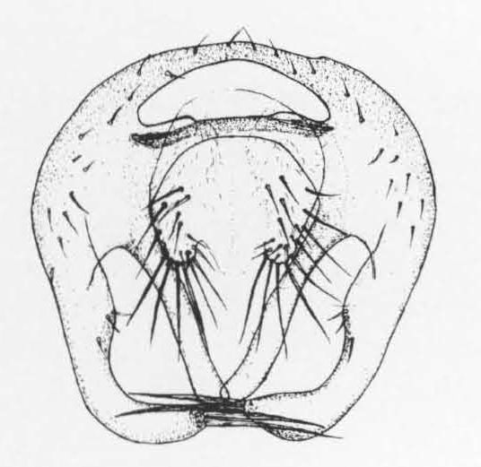 Leiomyza laevigata, genitalia in dorsal view (after Gibbs & Papp, 2007)