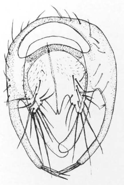 Leiomyza scathophagina, genitalia in dorsal view (after Gibbs & Papp, 2007)