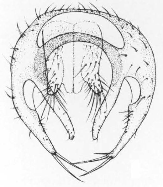 Leiomyza wheeleri, genitalia in dorsal view (after Gibbs & Papp, 2007)