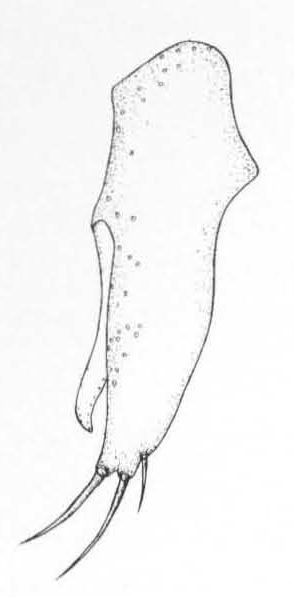 Leiomyza wheeleri, genitalia in lateral view (after Gibbs & Papp, 2007)