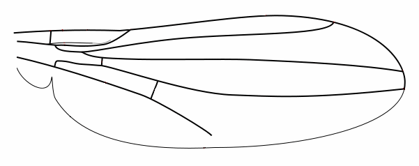 Leiomyza sp., wing.