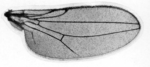 Phlebosotera mollis, wing (after Duda, 1934)