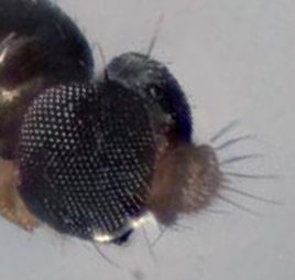 Polyarista albistoma, head (after Papp, 2013)