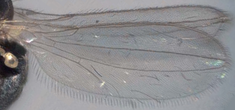 Polyarista albistoma, wing (after Papp, 2013)