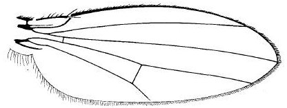 Camilla atrimana, wing.