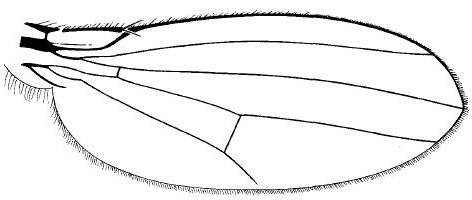 Camilla glabra, wing.