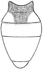 Camilla flavicauda, abdomen in dorsal view.