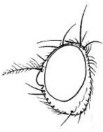 Camilla flavicauda, head in lateral view.