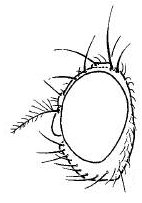 Camilla glabra, head in lateral view.