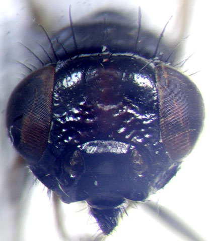 Ulidia apicalis Meigen: Italy (SIZK): frons.