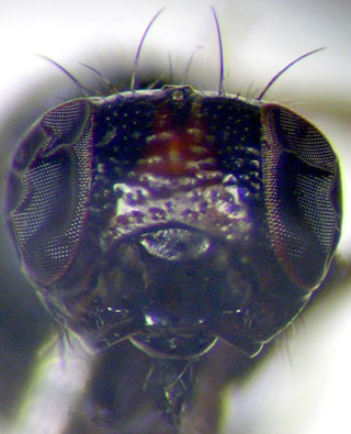 Ulidia sp. cf. wadicola - Greece, N Kilkis, Fanos-Skra, female (SIZK)