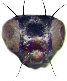 Ulidia facialis Hendel: frons; Israel (SIZK)